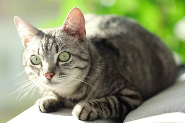 Красива кішка на дивані — стокове фото