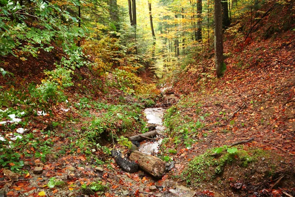 Outono floresta montanhosa — Fotografia de Stock