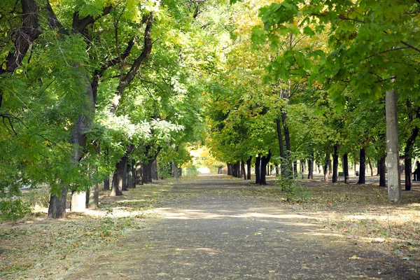 Sonbahar sokakta park — Stok fotoğraf