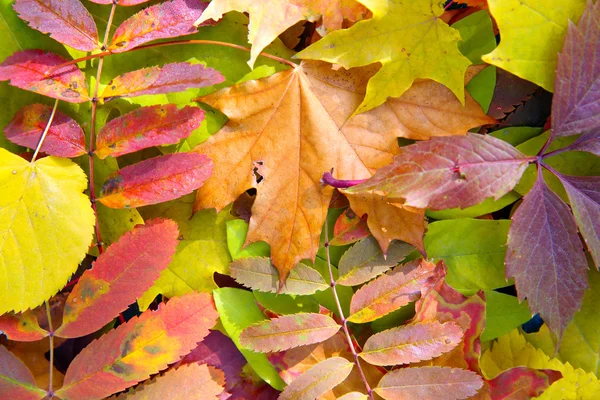 Hojas de otoño colorido — Foto de Stock