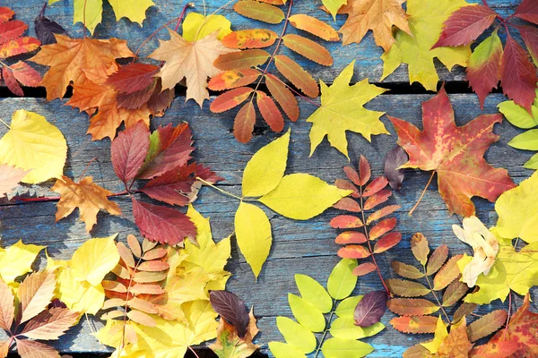 Feuilles d'automne colorées sur fond en bois — Photo