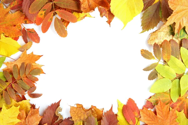 Hojas coloridas de otoño, aisladas en blanco — Foto de Stock