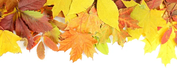 Colorful autumn leaves, isolated on white — Stock Photo, Image