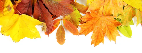 Farbenfrohe Herbstblätter, isoliert auf weiß — Stockfoto