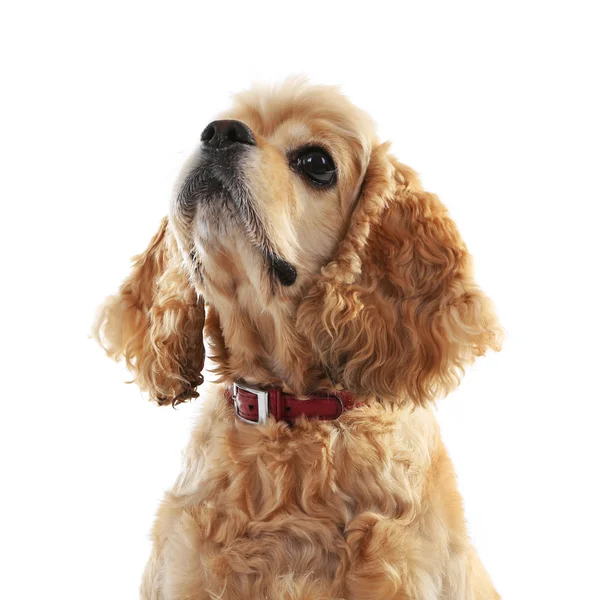 Cocker spaniel americano aislado en blanco — Foto de Stock