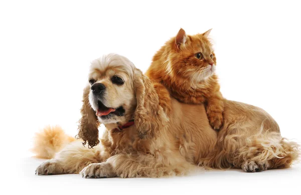 Americano cocker spaniel y rojo gato juntos aislado en blanco —  Fotos de Stock