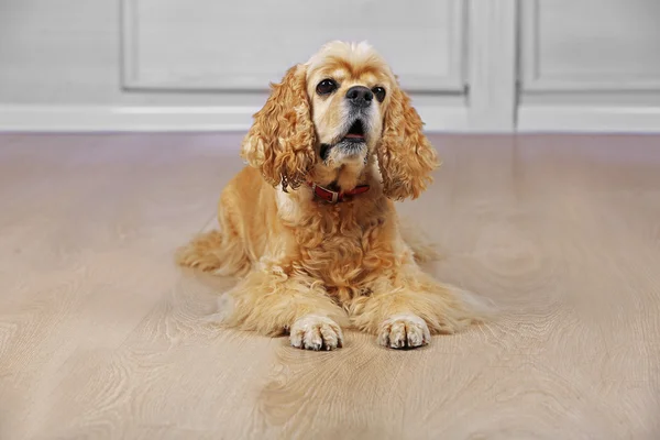 Amerikaanse cocker spaniel op verdieping op kamer — Stockfoto