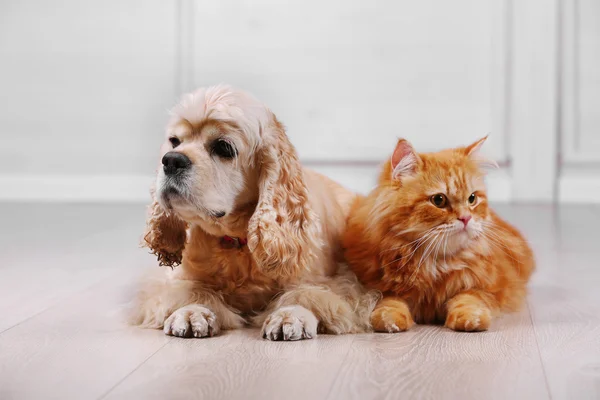 Cocker américain épagneul et chat rouge ensemble sur le sol dans la chambre — Photo