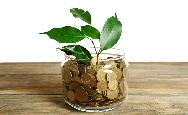 Plant growing in bowl of coins — Stock Photo, Image