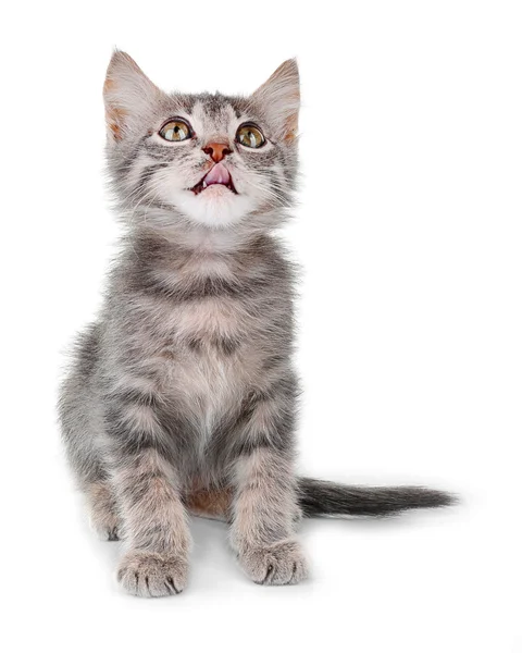 Ładny mały szary kotek — Zdjęcie stockowe