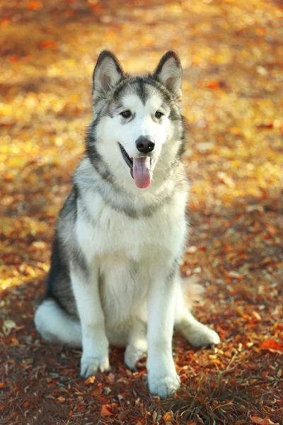 Alaskan Malamute i park — Stockfoto