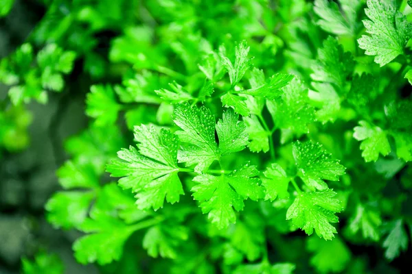 Parsley growing in garden — Stock Photo, Image