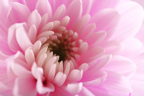 Tender pink chrysanthemum — Stock Photo, Image