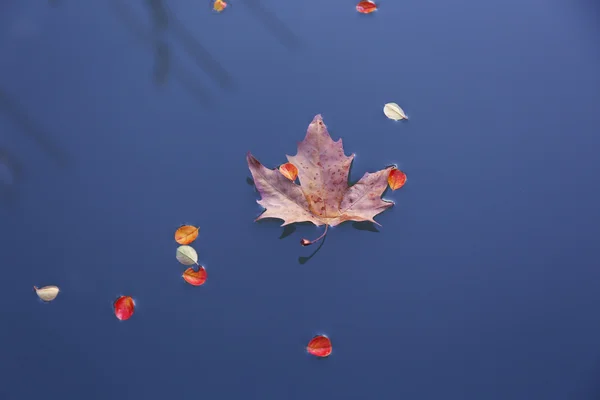 Maple leaf on the water — Stock Photo, Image