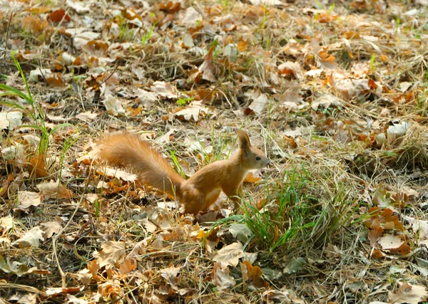 Rode eekhoorn in bos — Stockfoto