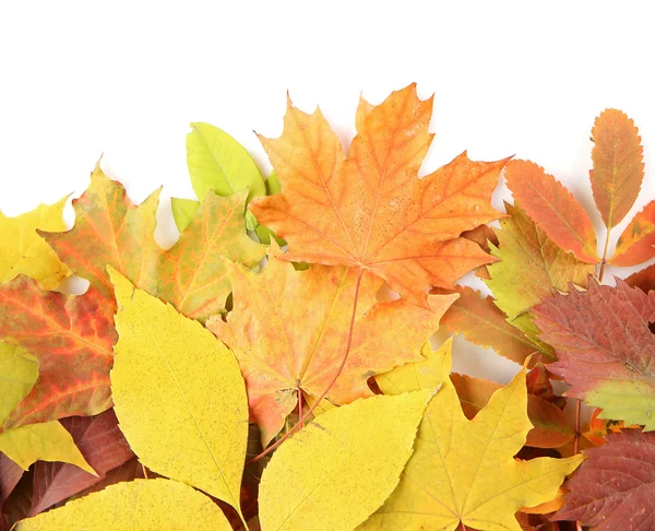 Kleurrijke herfstbladeren — Stockfoto