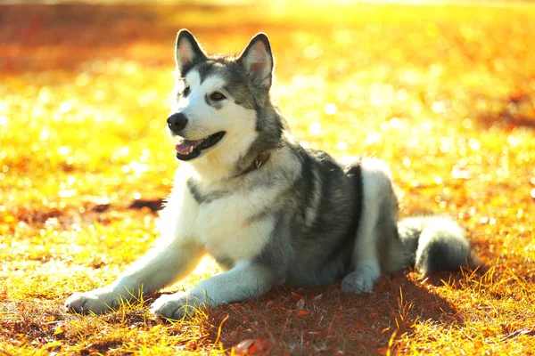 Alaskan Malamute nel parco — Foto Stock