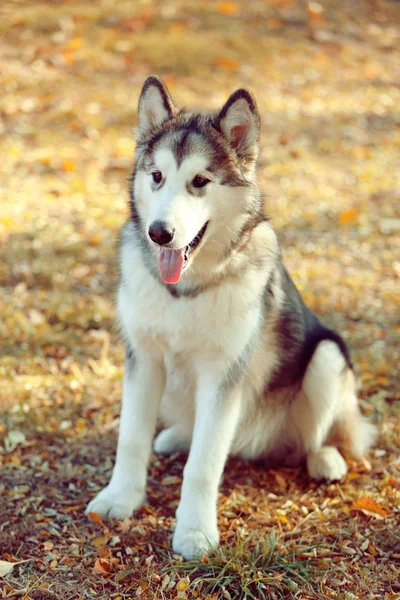 阿拉斯加雪橇犬在公园 — 图库照片