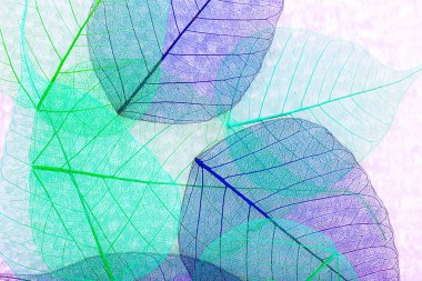 iskelet yaprakları arka plan