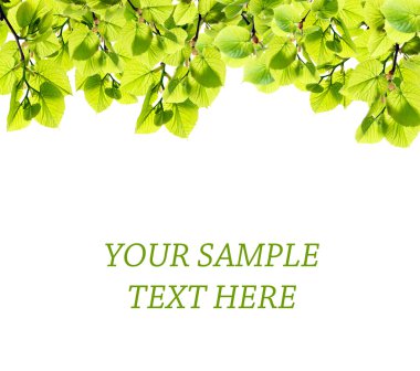 yeşil yapraklar arkaplan