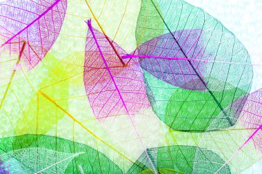 iskelet yaprakları arka plan