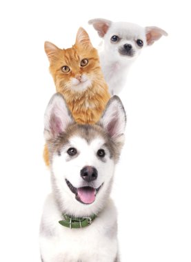 Sevimli hayvanlar üzerinde beyaz izole