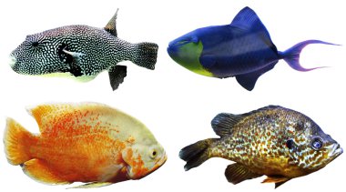 Egzotik balıkları, izole