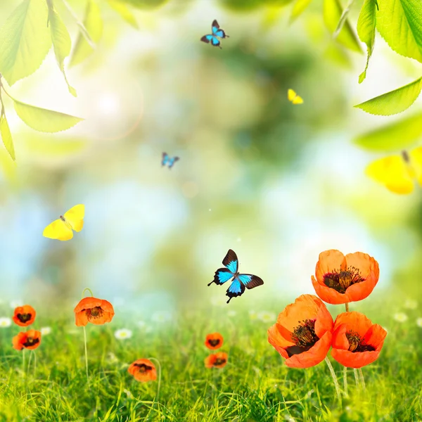 Pozadí s motýly, zelené trávy a listí — Stock fotografie