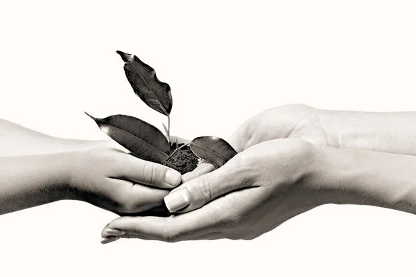 Soil and green plant in hands — Stock Photo, Image