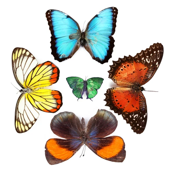 Colección de mariposas coloridas — Foto de Stock