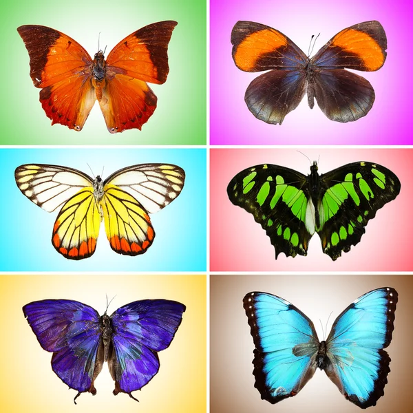 colorful butterflies collection
