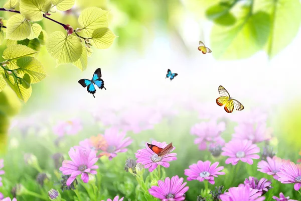 Background with butterflies, green grass and leaves — Stock Photo, Image