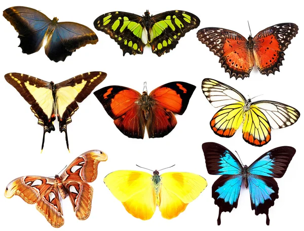 Coleção borboletas coloridas — Fotografia de Stock