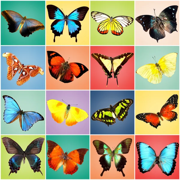 colorful butterflies collection