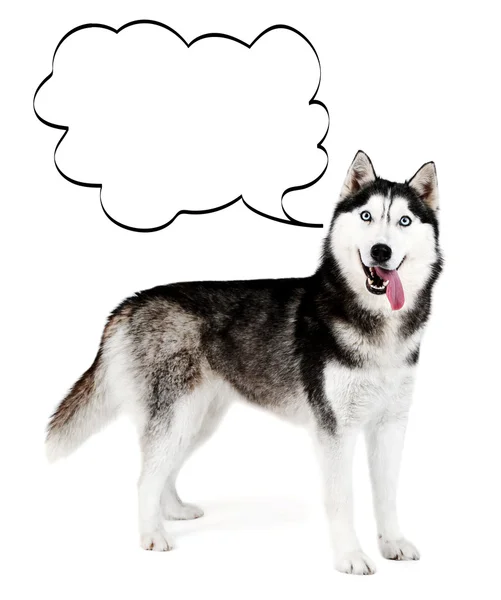 Dog with empty cloud bubble — Stock Photo, Image