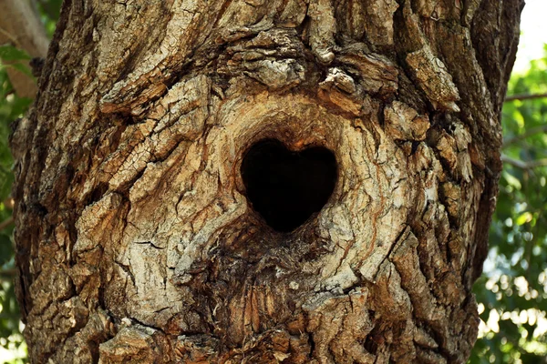 Arbre creux en forme de coeur — Photo