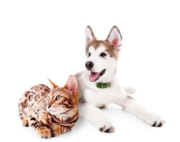 Söta husdjur isolerad på vit — Stockfoto