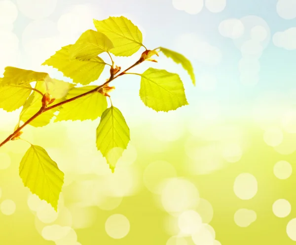Grüne Blätter auf natürlichem Hintergrund — Stockfoto