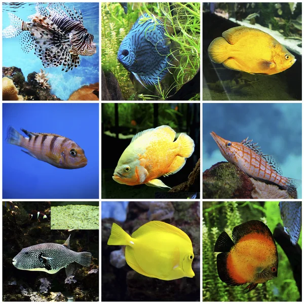 Peixes exóticos em um aquário — Fotografia de Stock