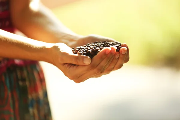 Woman holds in hands roasted coffee beans — Stock Photo, Image
