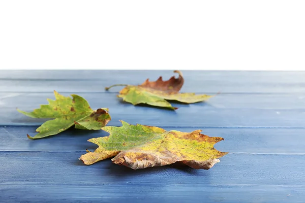 Herbstliche Ahornblätter — Stockfoto