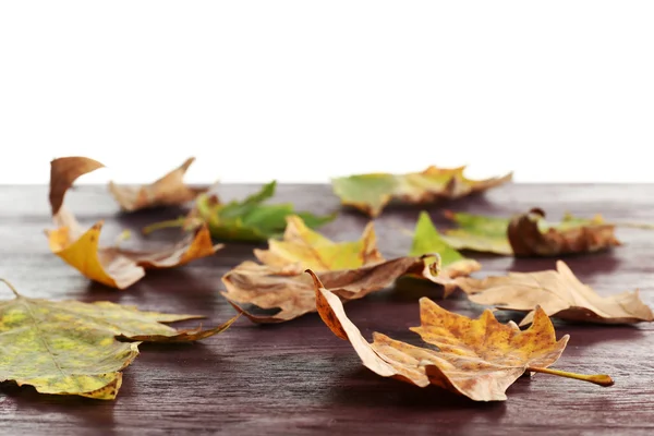 Feuilles d'érable d'automne — Photo