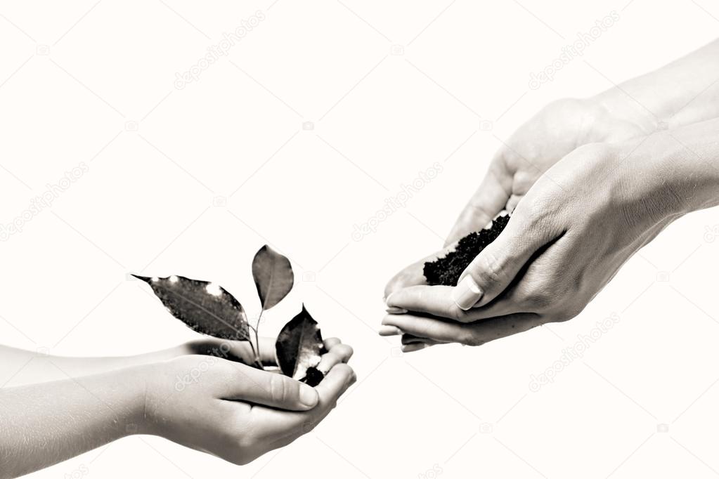  soil and green plant in hands