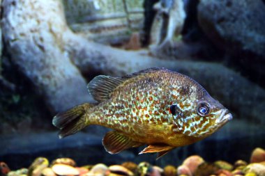 Akvaryumdaki egzotik balıklar