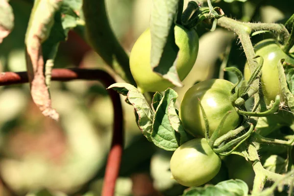 Green tomato in garden — Stock Photo, Image