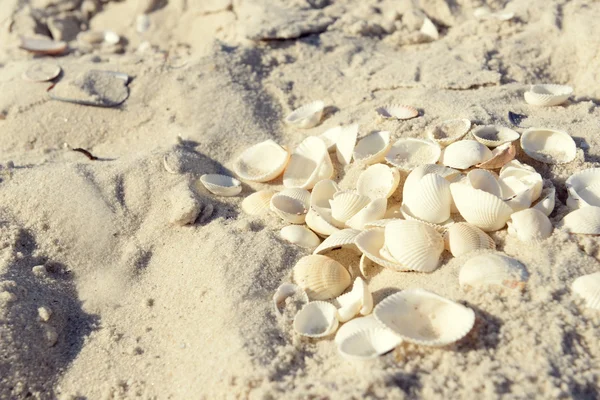 Seashells on dry sand — Stock Photo, Image