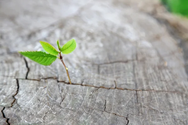 Vackra plantor växer — Stockfoto