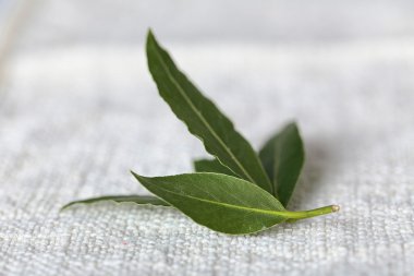Defne yaprağı ile taze dal