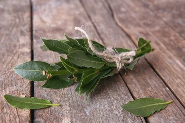 Defne yaprağı ile taze dallar