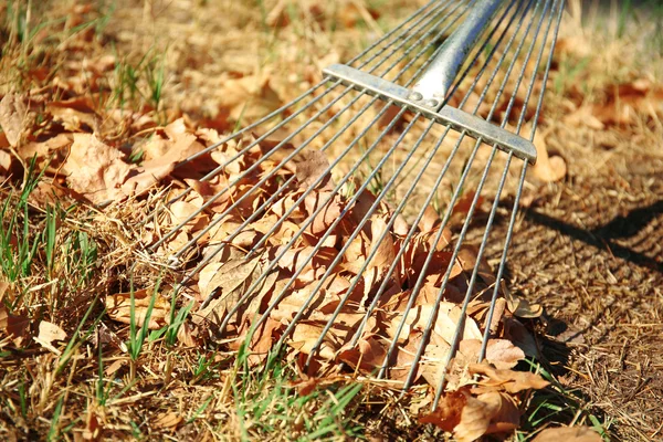 Lehullott levelek és a rake — Stock Fotó